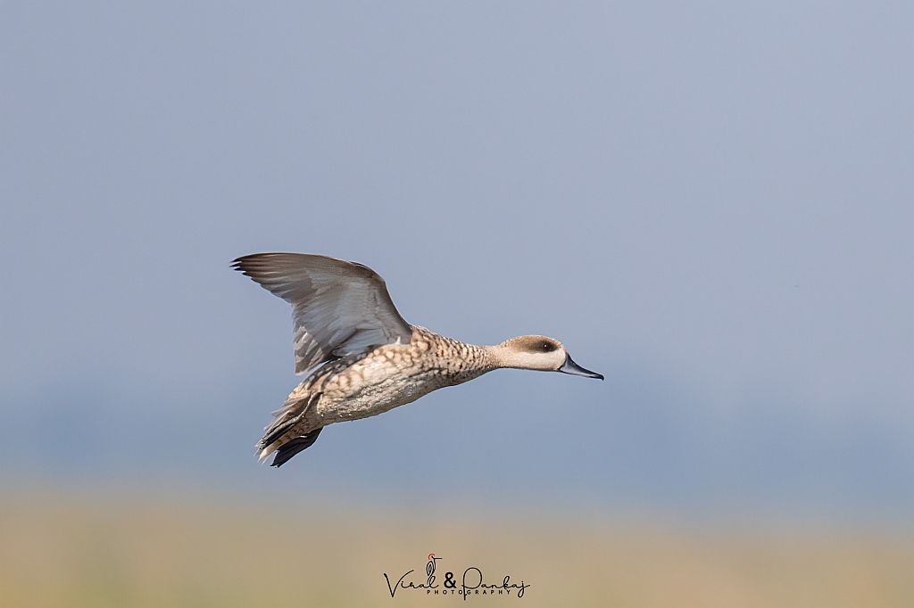 Marbled Duck